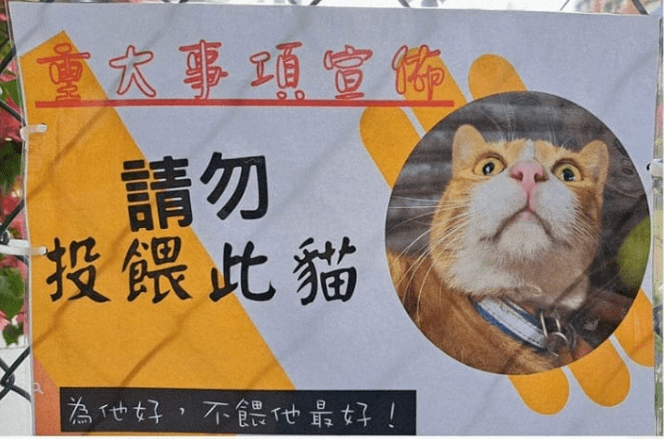 出名网红大橘猫因为胖，被仆人贴牌子“不要喂食”，网友：欺负猫不识字吗？