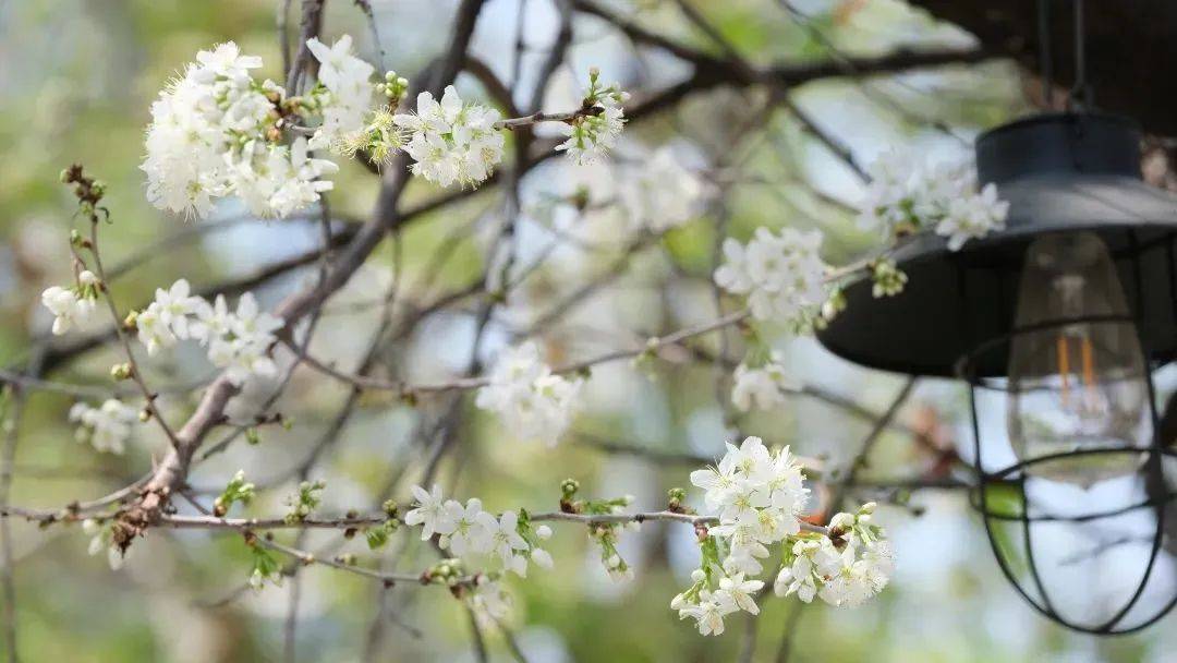 “校花”来袭，满园春色关不住，一路来看看你的学校