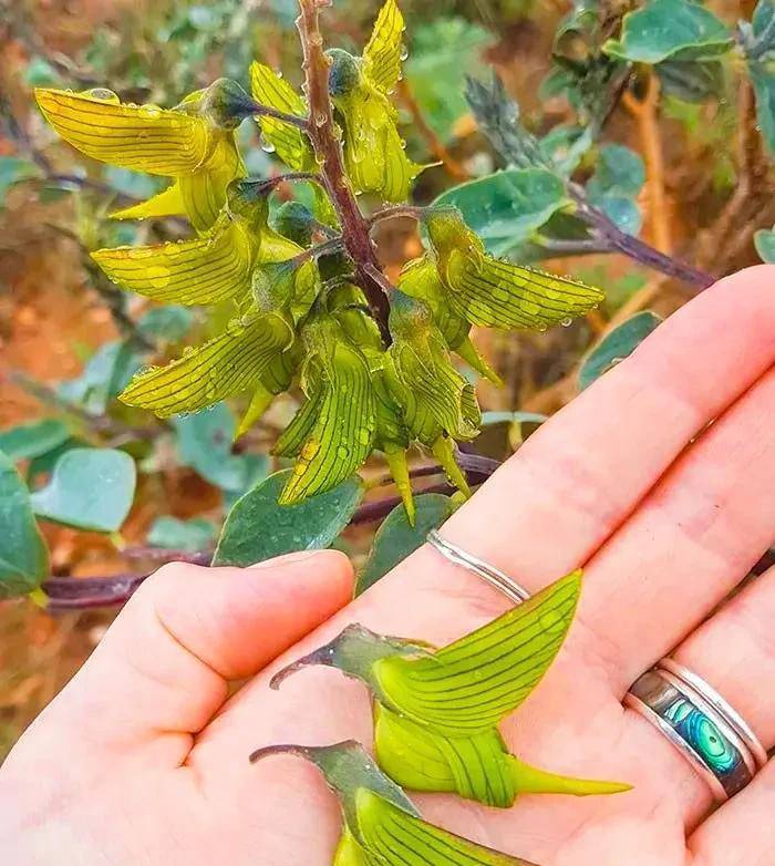 光怪陆离有许多花花草草都长得出格像小动物，心爱无比斑斓无限