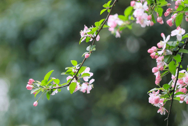 春游之旅开启