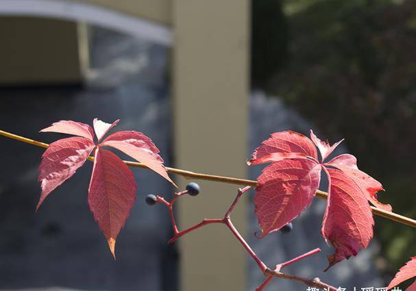 此花好像登山虎一般，枝繁叶茂覆满墙壁，誉为耀眼十里的友情之花