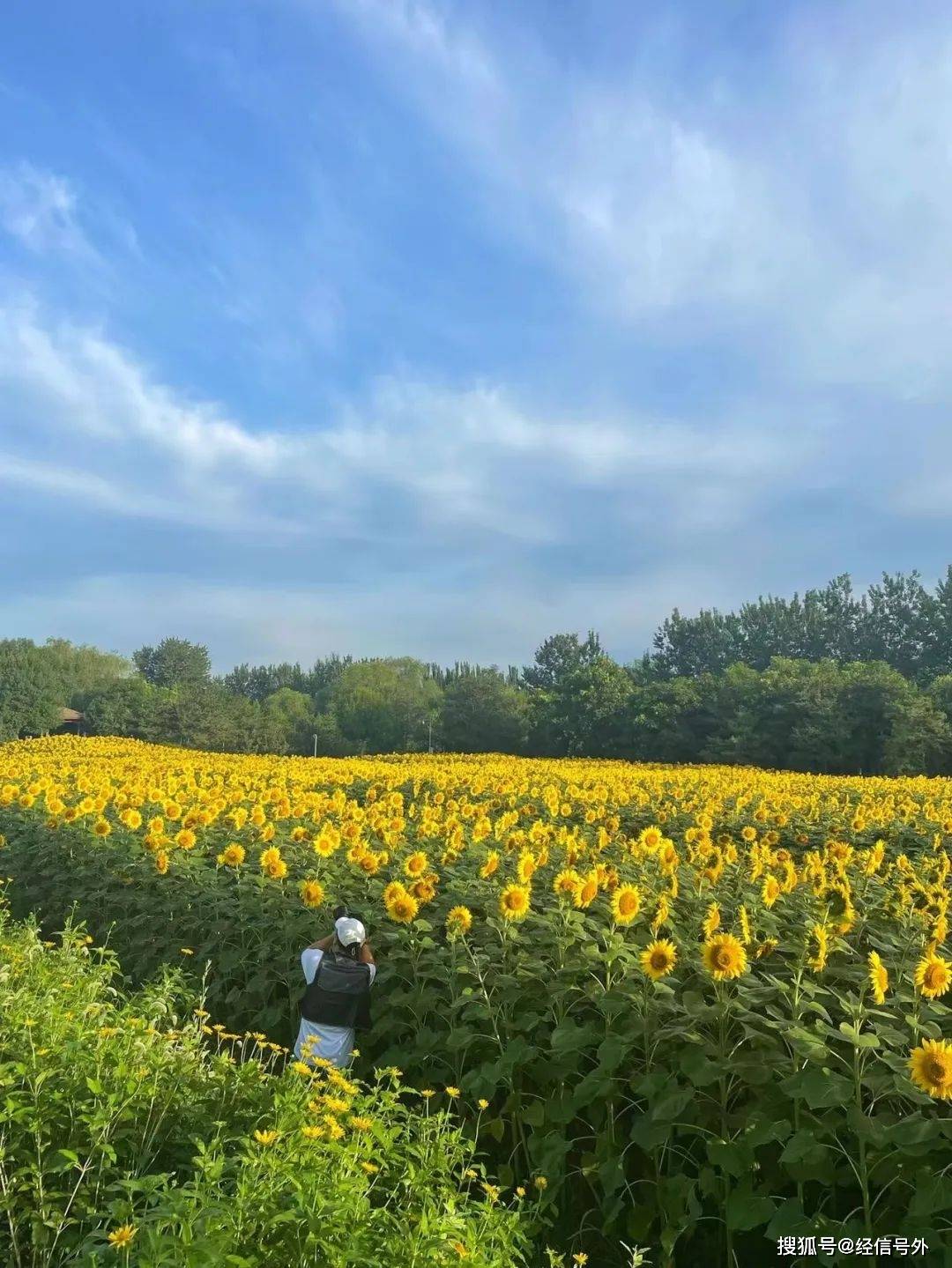 “心花怒放·大美修文”赏花攻略