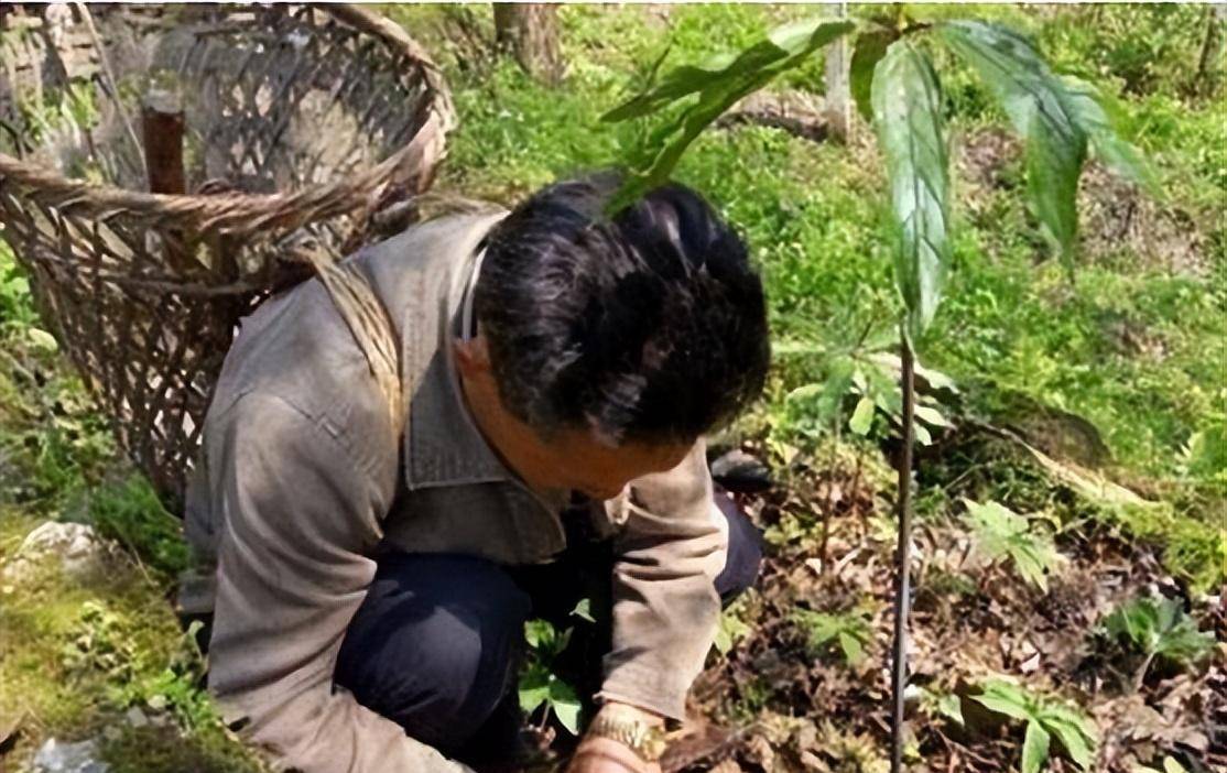 湘西蛇王鲁成贵：“招蛇术“能让毒蛇送解药，专家求解遭拒：不过传