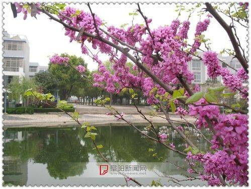 请赏识峨眉山市诗词研究协会第一期《花》