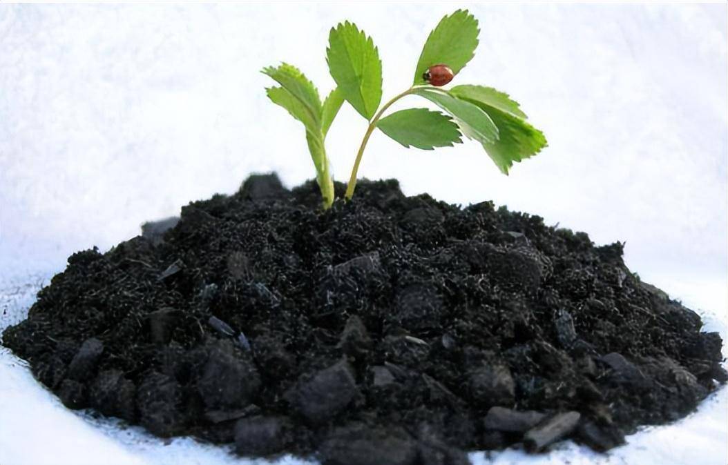 生物炭是什么它米乐m6对土壤的改良效果怎样(图1)
