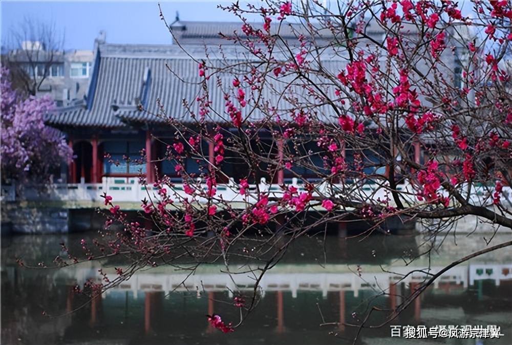 烟雨事后，古莲花池春色正浓