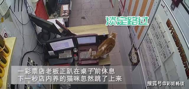 猫也买彩票？猫咪路过彩票机无意打出一张票引热议，网友：求号码