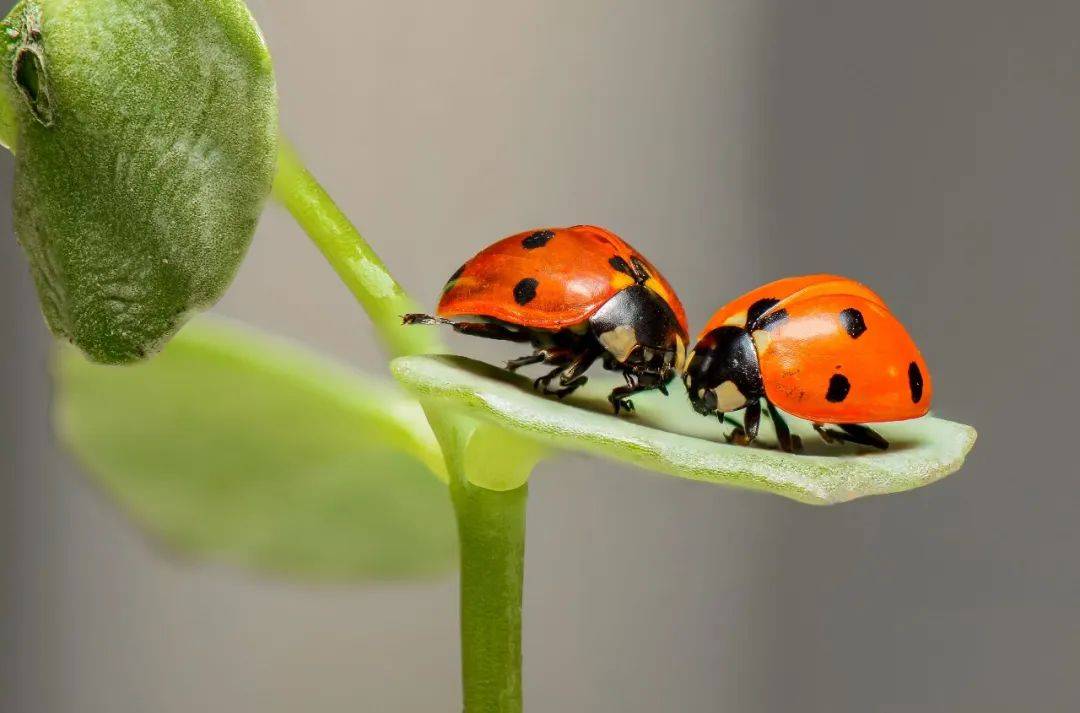 "lady"是“密斯”，"bird"是“鸟”，"ladybird"是什么意思？