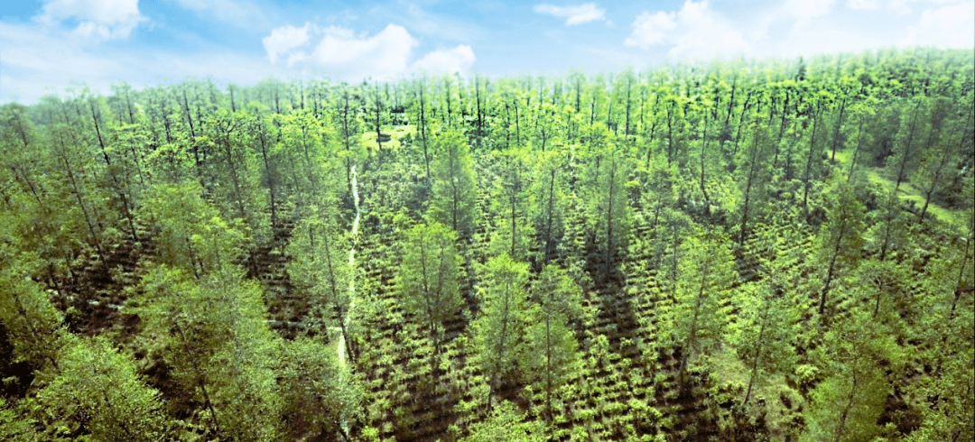 40年！高黎贡山茶飘香