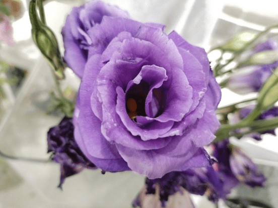 ��Ϊ����60X���⣺�ʹ�����һ��Լ�ᣬ�������ز�����