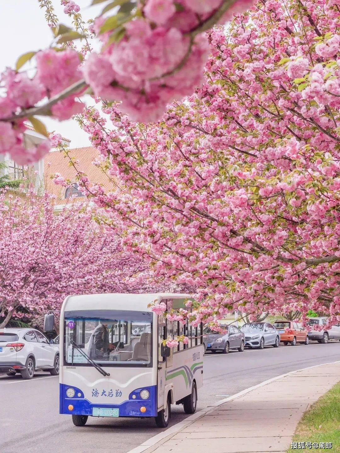 北方樱花之城：4月不来那座樱花开满的城市看看，会遗憾整个春天