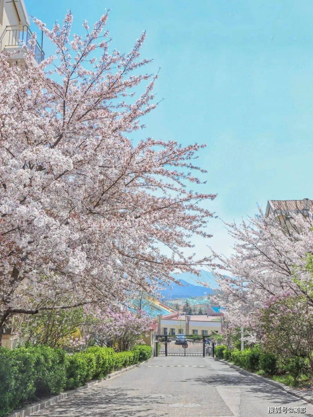 北方樱花之城：4月不来那座樱花开满的城市看看，会遗憾整个春天