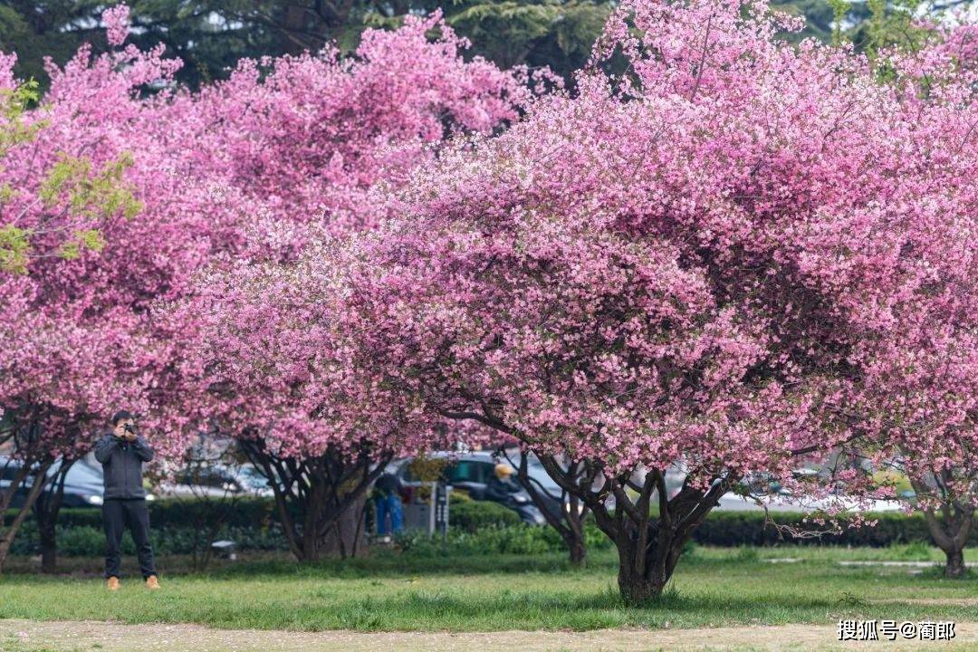 北方樱花之城：4月不来那座樱花开满的城市看看，会遗憾整个春天