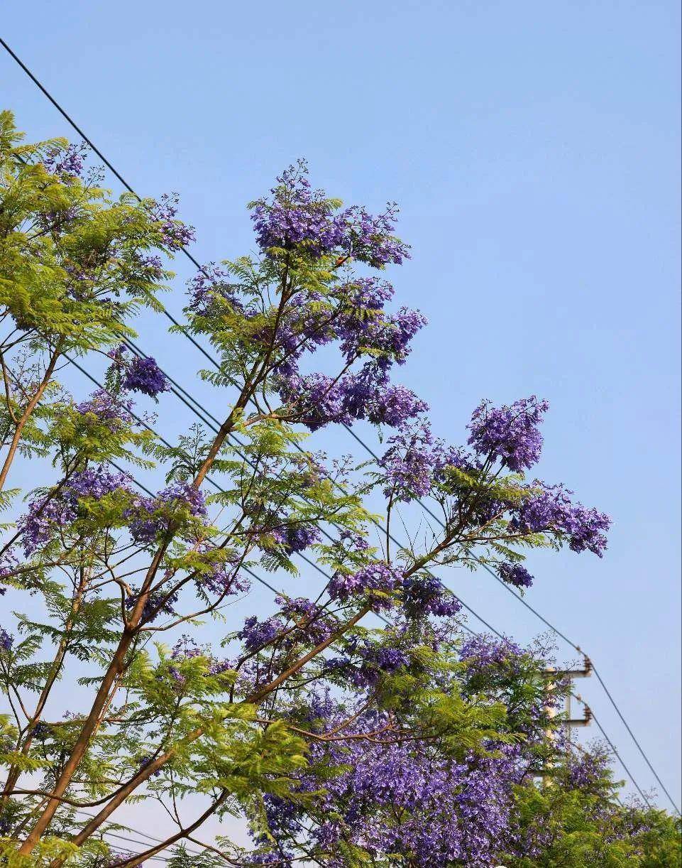 大理蓝花楹｜波罗河沿岸美景！（附游戏攻略）