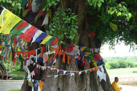 寺院里必须种植的“五树六花”中的“五树”是指哪五种树？