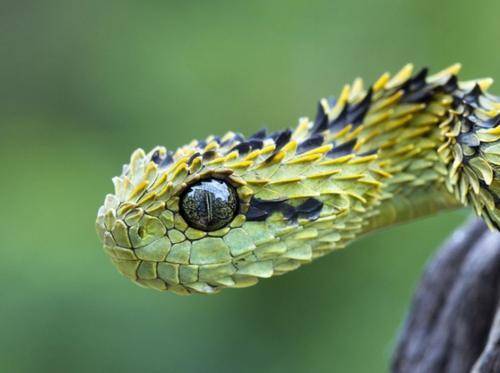 梦见别人拿蛇强迫亲我眼睛,梦境背后的深层含义与解析 梦见别人拿蛇强迫亲我眼睛,梦境背后的深层含义与解析