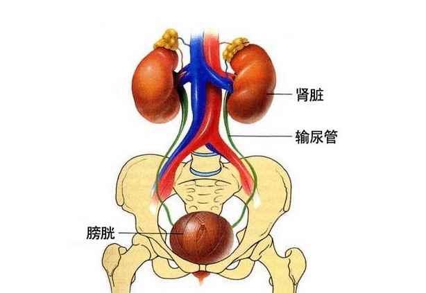 广州和谐医院健康科普：肾结石是怎样形成的？（和谐健康）终于找到肾结石的元凶了，