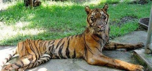 可见它来人受怕打一个生肖动物，最终结果马上揭晓