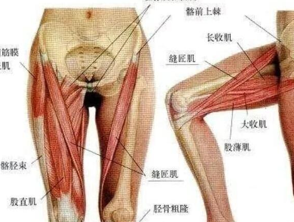 每位瑜伽修行者都需要知道的基本足部和腿部的解剖学的米乐M6 M6米乐构造？(图5)
