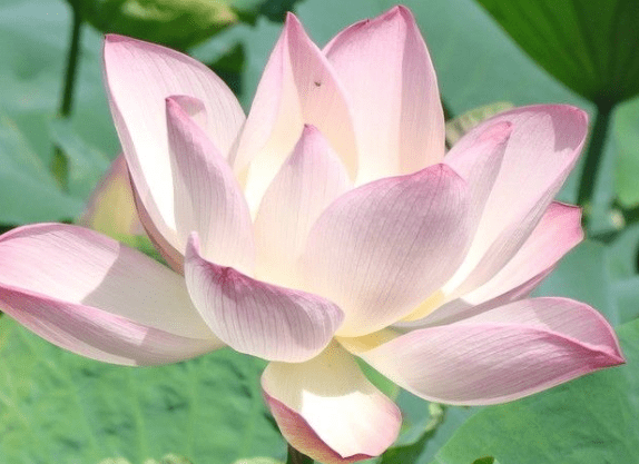 属相排行_中国十二生肖人口排名(2)