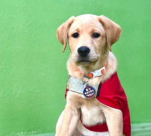 宠物百科，为什么要养拉布拉多条狗作为宠物？智商高，能力强-第1张图片-冲锋网