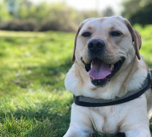 宠物百科，为什么要养拉布拉多条狗作为宠物？智商高，能力强-第4张图片-冲锋网