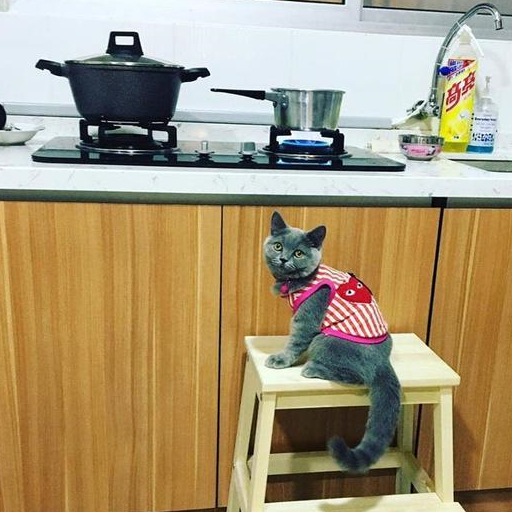 美短和英短的区别，猫咪如何养护，英短哪里买好，宠物小知识分享-第1张图片-冲锋网