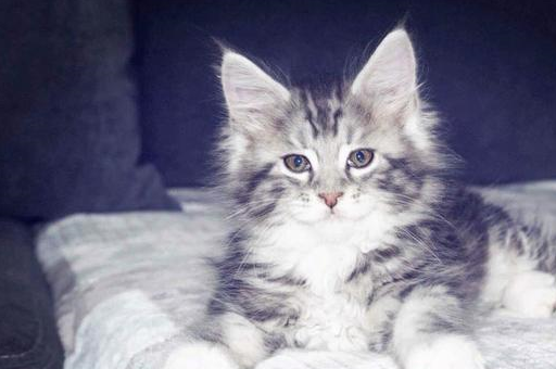 缅因猫寿命有多长，该怎么喂养，国内缅因猫舍哪家好，宠物小知识-第2张图片-冲锋网