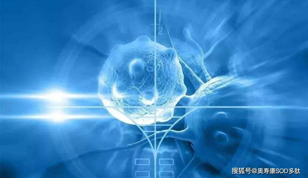 肽与氨基酸的区别及其在营养补充中的应用