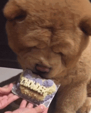 宠物百科：松狮，原来你的本名叫獢獢-第20张图片-冲锋网