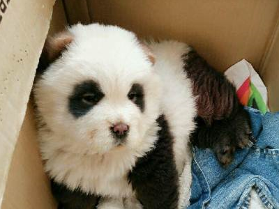 宠物百科：松狮，原来你的本名叫獢獢-第1张图片-冲锋网