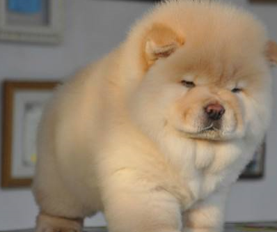 宠物百科：松狮，原来你的本名叫獢獢-第6张图片-冲锋网