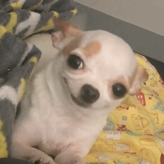 宠物百科：最小的宠物犬之一 吉娃娃-第21张图片-冲锋网