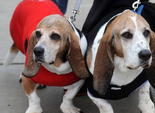 萌新主人第一次养宠物，可狗狗回家之后要怎么养？4个知识点解决-第7张图片-冲锋网