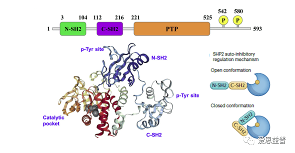 phosphatase (磷酸酶) panel