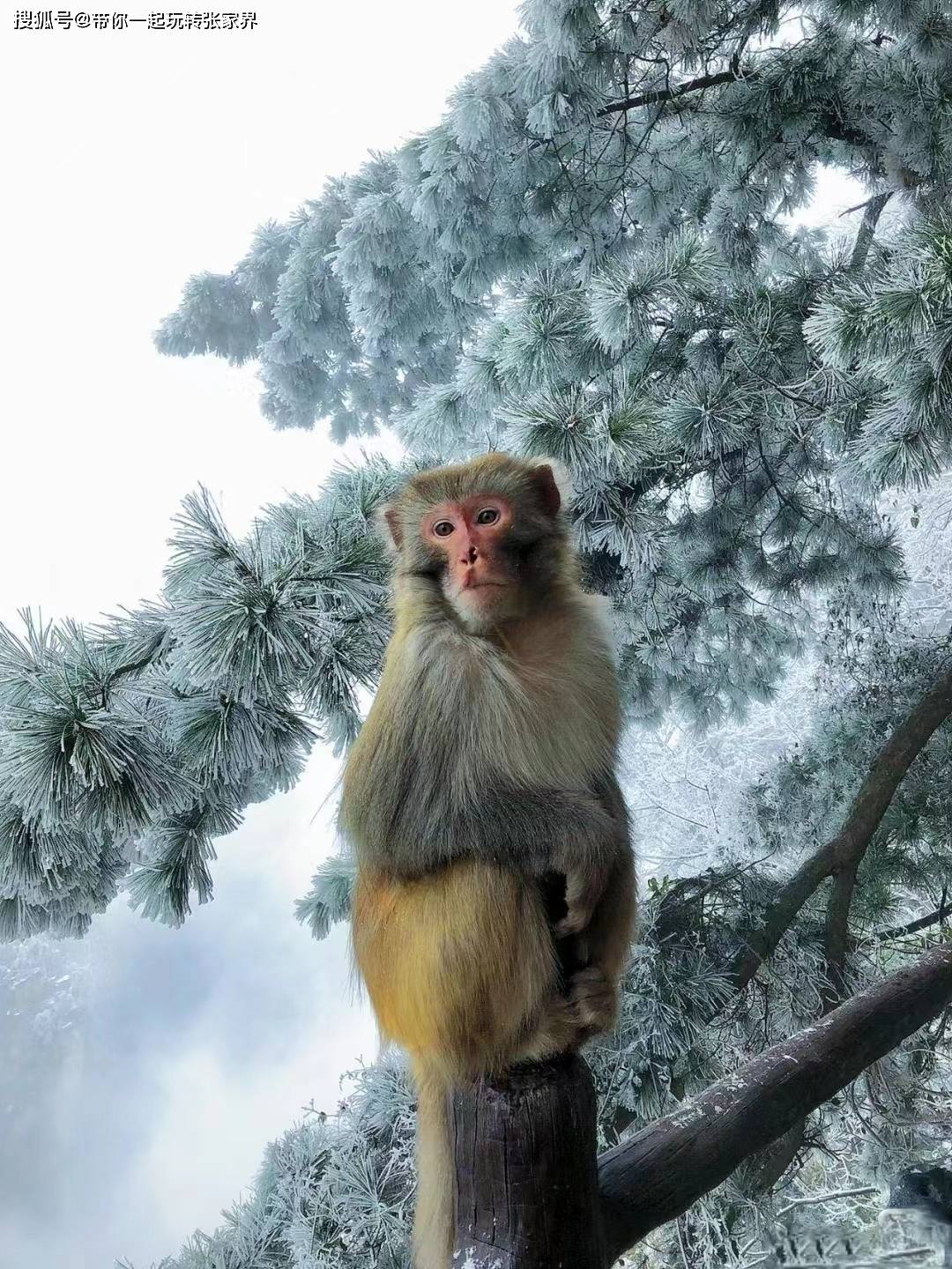 这个冬季看雪景-去张家界凤凰古城游玩5天4晚自由行攻略