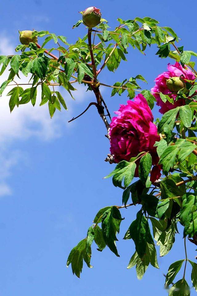 在阳光的照射下,盛开的牡丹花,像挂在树上的玛瑙一般.