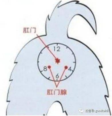 泰迪的肛门腺需要定期挤吗