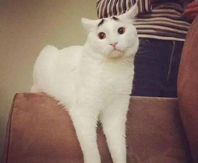 怎么知道猫的八字命格呢 怎样看猫