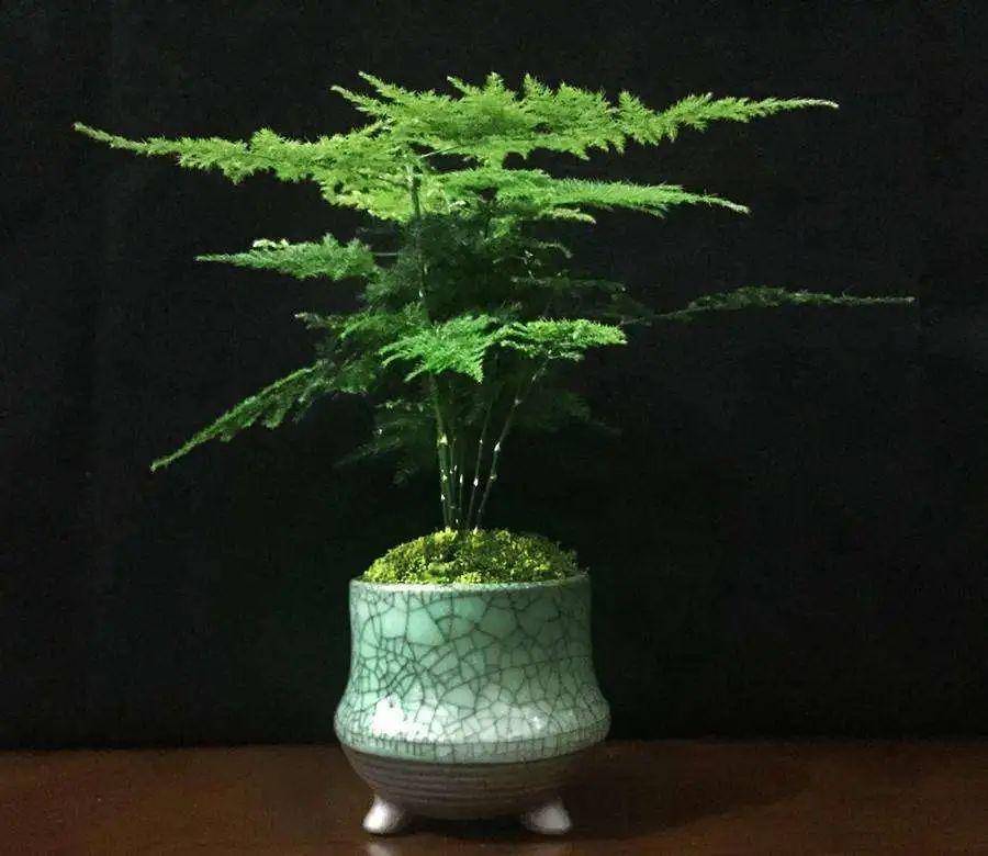 室内绿植大全大图文竹 3519a08f7a514cffa24951ed6eca8a18.jpeg