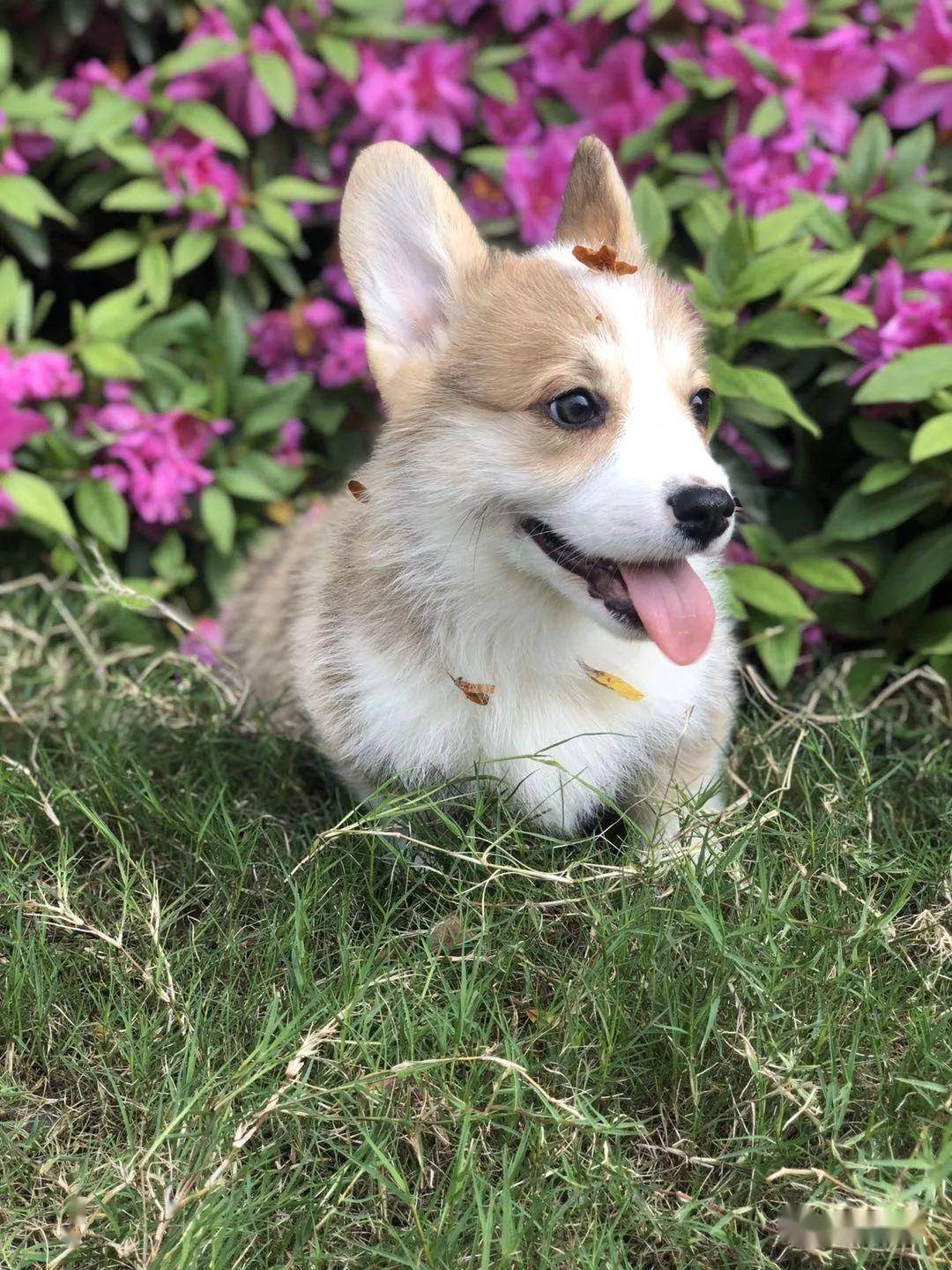 柯基排名_小型宠物犬排名柯基(3)