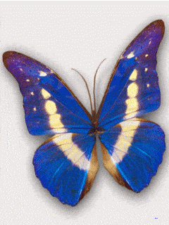 677ac234f9f64c6781a8fd41c35a3010.gif