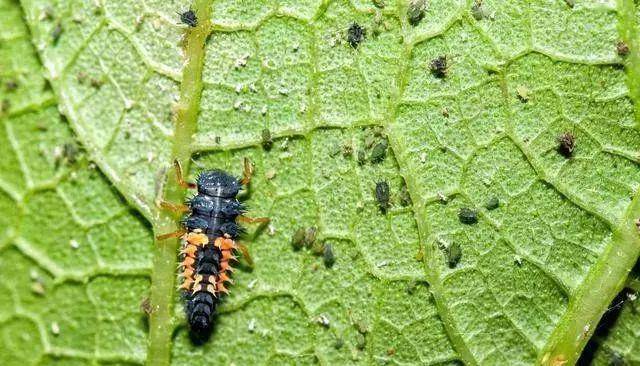 防治蚜虫的特效药打上就死虫还可杀飞虱蓟马蚧壳虫等害虫