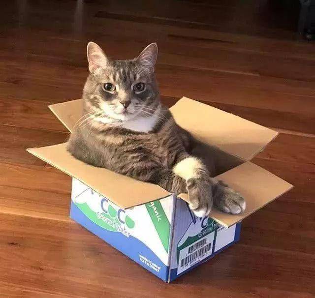猫咪喜欢盒子而我们喜欢盒子里的喵主子