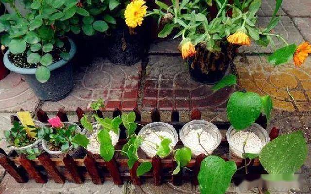 什么时候种花种子最合适 5f68dfd009fd49bcbfdc06c763178e4c.jpeg