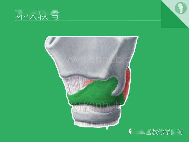 喉软骨抽记卡_解剖