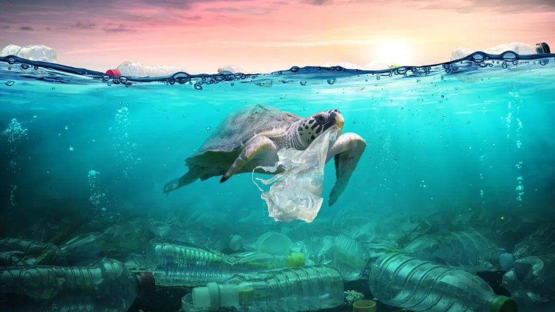 人类丢弃的 塑料垃圾进入海洋随时成为动物的死亡陷阱.