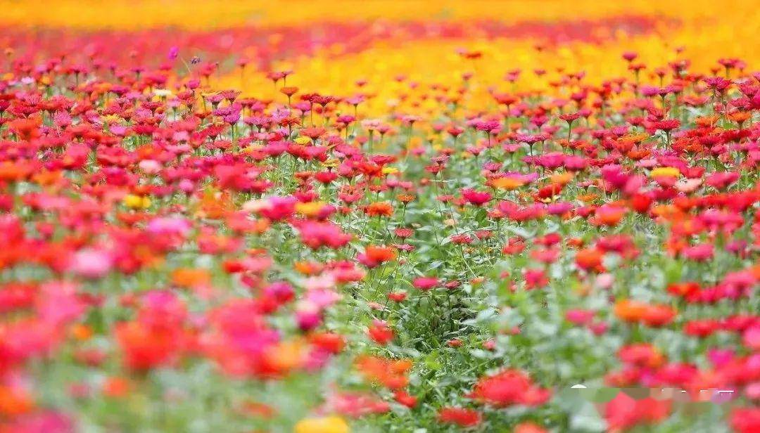 夏至花博园·五月花海!门票免费送