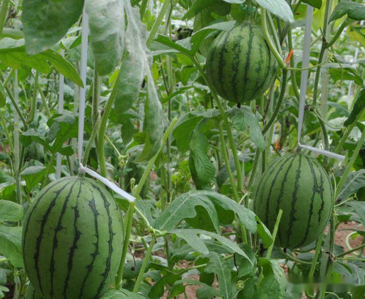 西瓜怎么种植最快 f2a7b146f27c4647ba80f119b066b1e9.jpeg