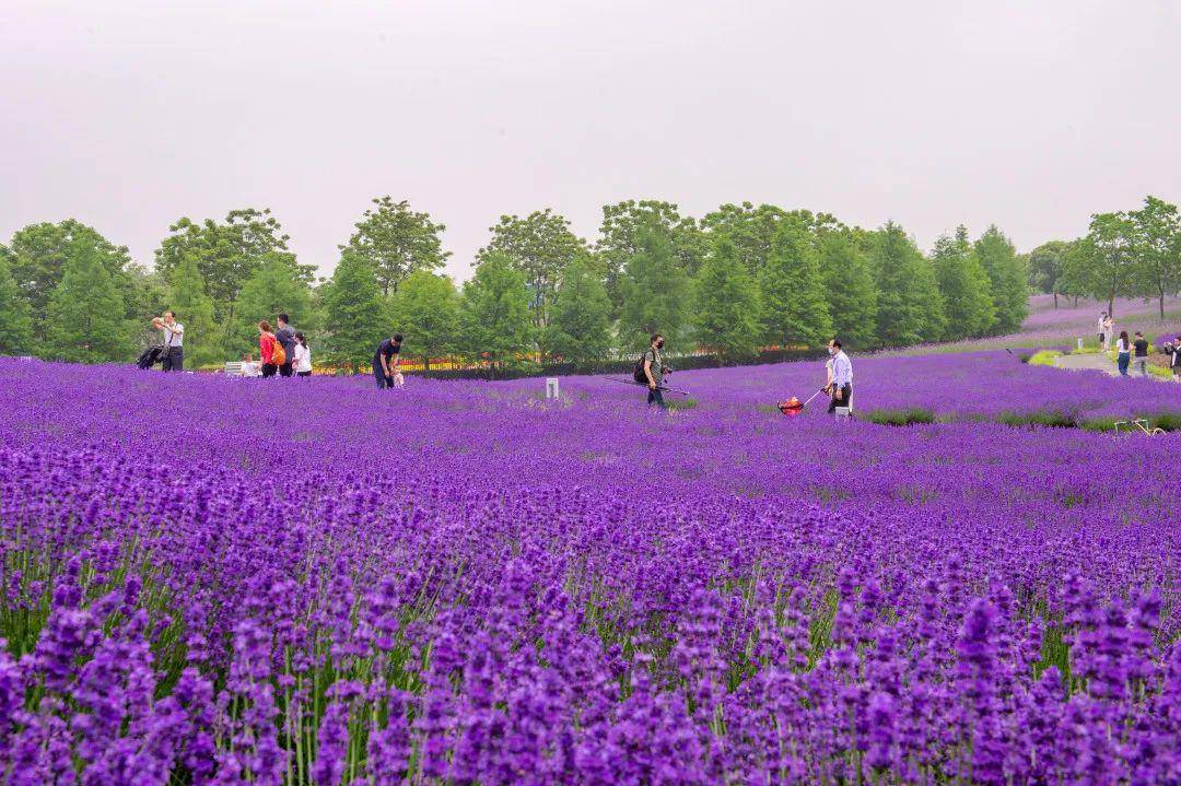家门口,上海薰衣草公园昨天天开园,薰衣草比往年更紫!